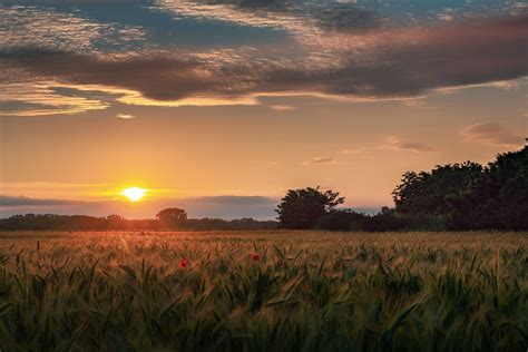 Green grass field during sunset photo – Free Field Image on Unsplash