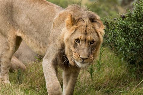 Lion savanna africa stock image. Image of adult, africa - 68264591