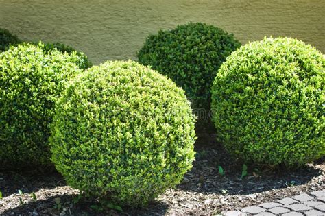 Bushes stock image. Image of back, small, image, group - 28048983