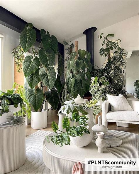 Indoor plants with big leaves improve your interior! Tall Indoor Plants ...