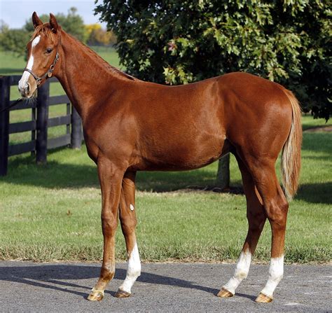 Aiken Thoroughbred Racing Hall of Fame & Museum - Thoroughbred Racing 101