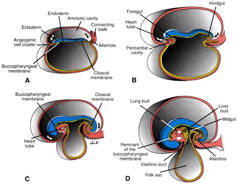 Gastrulation In Mammals Diagram - Pets Lovers