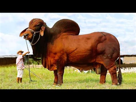 The Largest Bull in the World: A Marvel of Nature