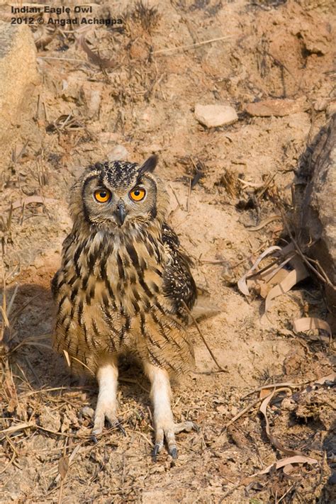 Wildlife photography: Indian Eagle-Owl