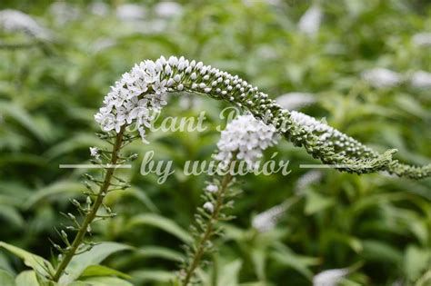 Lysimachia clethroides – e-Plant Pictures