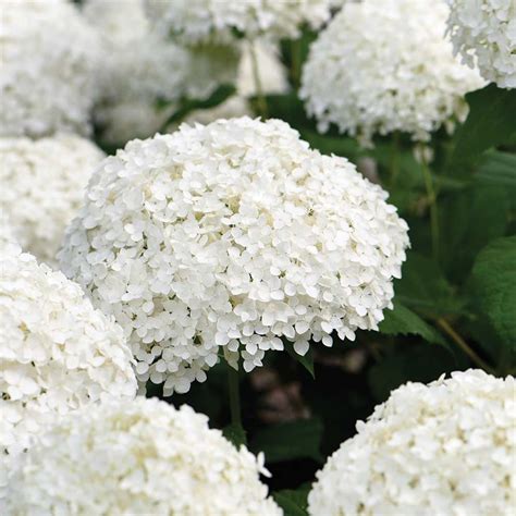 ANNABELLE HYDRANGEA - Foothills Nurseries