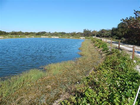 Pond Apple Park: Reuse Pond Water Quality Review | Sanibel Communities ...