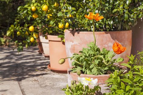 Best fruit trees to grow in pots: our top choices for containers ...