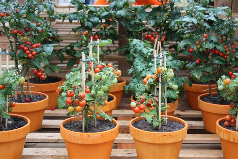 Container Gardening For Tomatoes - Garden Plant