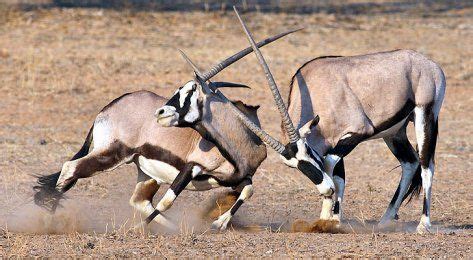 21 African Plains Game ideas | african plains, animals wild, plain game