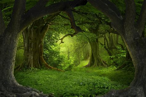 3D Deep Forest Trees 306 Garage Door Mural | AJ Wallpaper