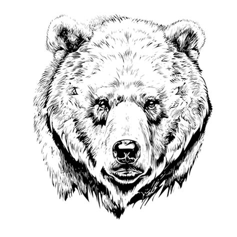 Grizzly Bear Face Sketch