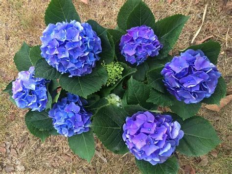 Early Blue Hydrangea Care Guide – World of Garden Plants