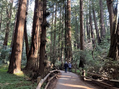 Muir Woods National Monument - Utah's Adventure Family