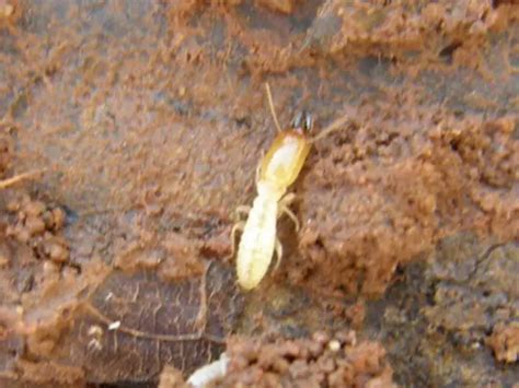 How To Prevent Termites In Texas? - Pest Control Tips and Advice