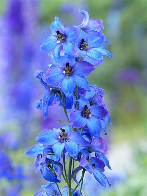 Delphinium Flower – Symbolism and Meaning - Symbol Sage