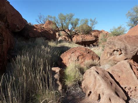 WA Zoologist: Angry Northern Quolls