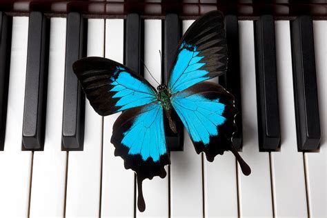 Blue butterfly on piano keys Photograph by Garry Gay - Pixels