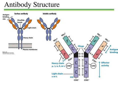 PPT - Antibody Structure PowerPoint Presentation, free download - ID ...