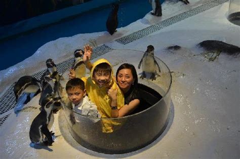 Manila Ocean Park Penguin