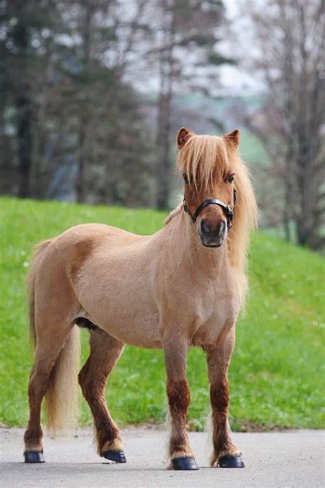 Shetland ponies – Artofit