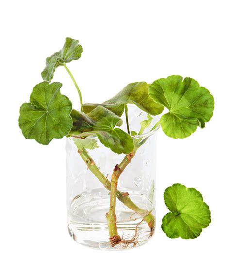 Geranium Cutting Diseases: Troubleshooting Rotten Geranium Cuttings