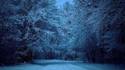 Snow Forest Night Wallpapers - Top Free Snow Forest Night Backgrounds ...