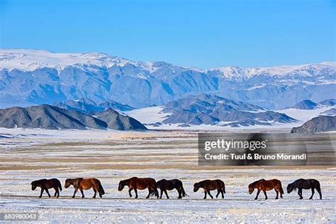 5,257 Mongolia Winter Stock Photos, High-Res Pictures, and Images ...