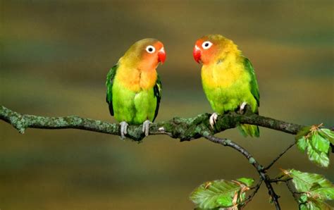 Inseparable Bird wallpapers