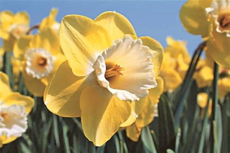 Buy Altun Ha Bulbs Online - Autumn, Daffodils, Large Cupped Narcissi- Bloms Bulbs UK