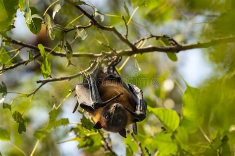 Indian Flying Fox or Greater Indian Fruit Bat or Pteropus Giganteus ...