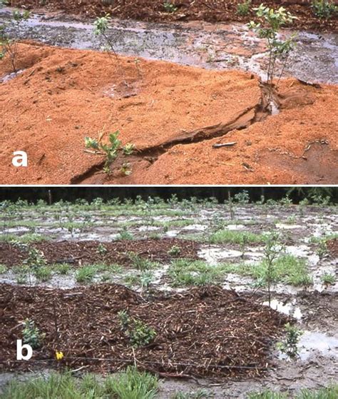 Organic Mulching Materials for Weed Management | eOrganic