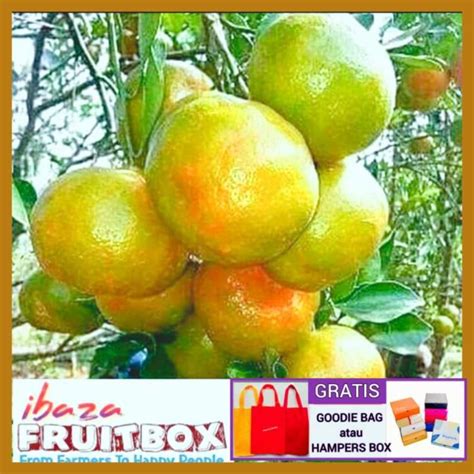 Jual BUAH JERUK KEPROK BALI Manis Super 1 kg - BUAH SEGAR ibaza ...