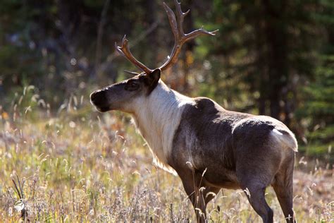 Canadian Wildlife Federation: Boreal Forest