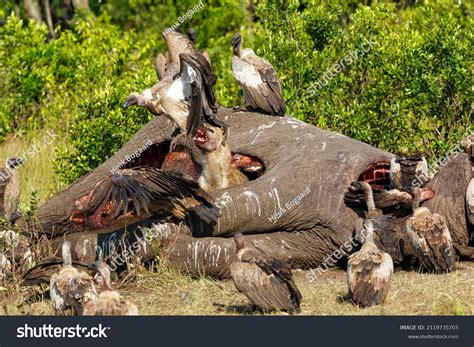 Spotted Hyena Vultures Eating Carcass Old Stock Photo 2119735703 | Shutterstock