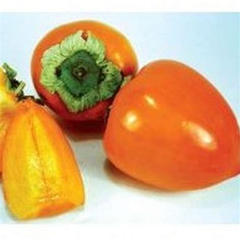 Hachiya Persimmon | Star Nursery Garden and Rock Centers