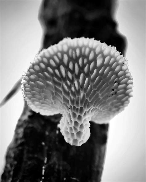 8 Tips For Fascinating Nature Macro Photography On iPhone