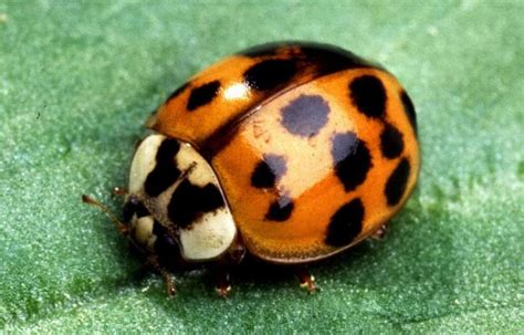 How to ID Common Bugs Found in Your Home | Sterifab | Bed Bug Blog