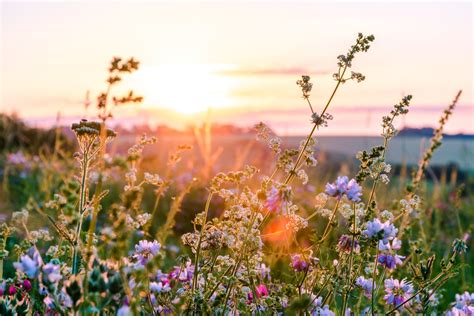 Minnesota Wildflowers: The 5 Best Hikes To Find These Gems