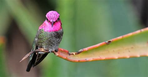 The Jungle Store: Hummingbird's Color Changing Feathers