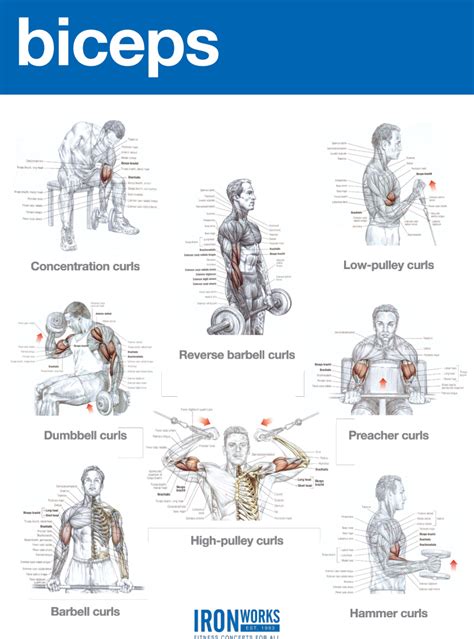 Blogarticleback Traps And Biceps Workout 37 - Iron Works - Bodybuilding Gym in Birmingham