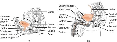 25.2 Gross Anatomy of Urine Transport – Douglas College Human Anatomy and Physiology II (1st ed.)