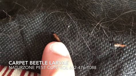 Carpet Beetle Larvae In My Bed - Carpet Vidalondon