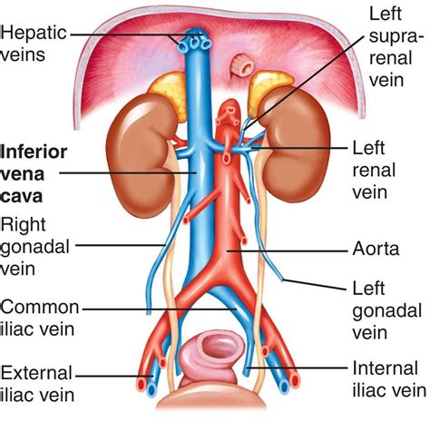 Veia Cava Inferior Anatomia - SOLOLEARN