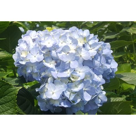 Light Blue Fresh Hydrangeas - Weddings-Birthdays-Gifts-Decoration