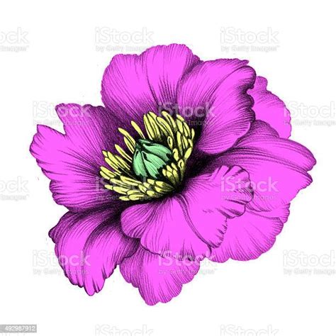 Peony Flower Pencil Drawing Stock Illustration - Download Image Now ...