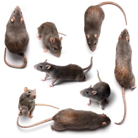 Why Are Rodents—Rats and Mice—So Successful?