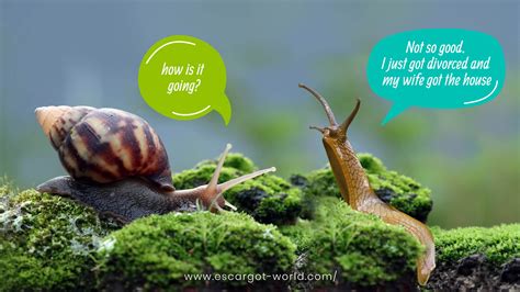 31 Best Snail Jokes And Puns