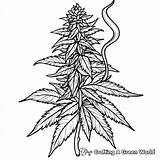 Weed Coloring Pages  Free & Printable sketch template
