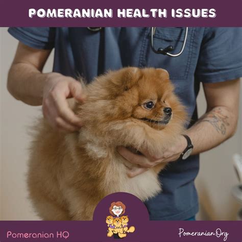 Common Pomeranian Health Issues Explained in Detail